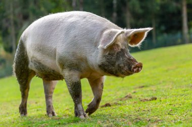 Çiftlikteki bir domuzun portresi