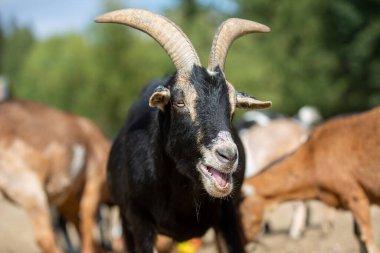 Çiftlikteki bir keçinin portresi