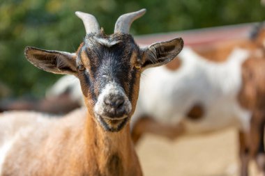 Çiftlikteki bir keçinin portresi