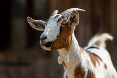 Çiftlikteki bir keçinin portresi