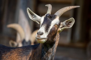 Çiftlikteki bir keçinin portresi