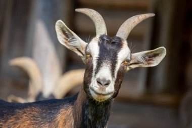 Çiftlikteki bir keçinin portresi