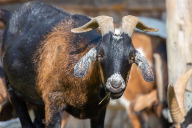 Çiftlikteki bir keçinin portresi