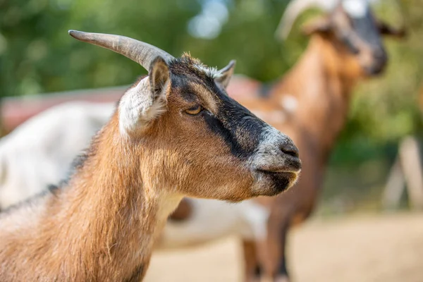 Portrait Goat Farm — Stock Photo, Image