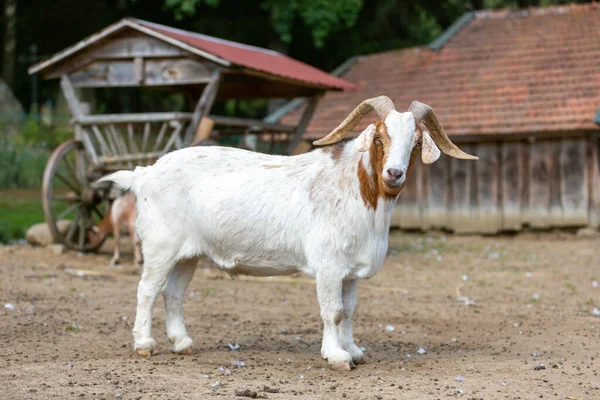 Portrett Geit Akvakulturanlegg – stockfoto