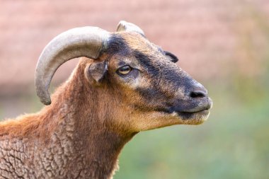 Çiftlikteki bir keçinin portresi