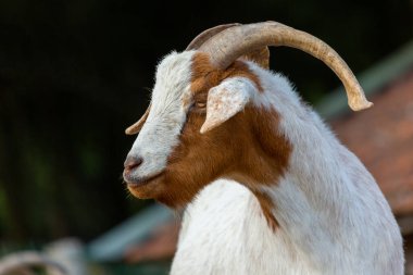 Çiftlikteki bir keçinin portresi