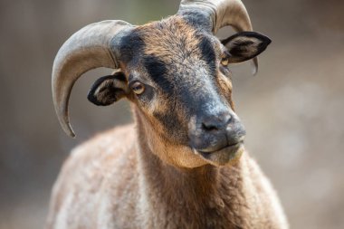 Çiftlikteki bir keçinin portresi