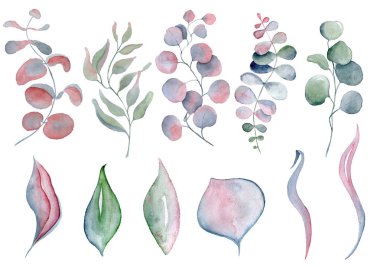 Suluboya fern ve Okaliptüs yaprakları 