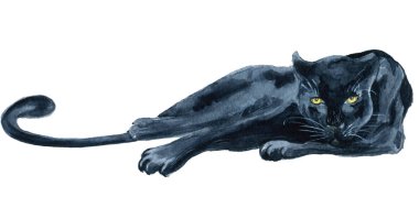 Suluboya siyah panter Wiledlife illüstrasyon