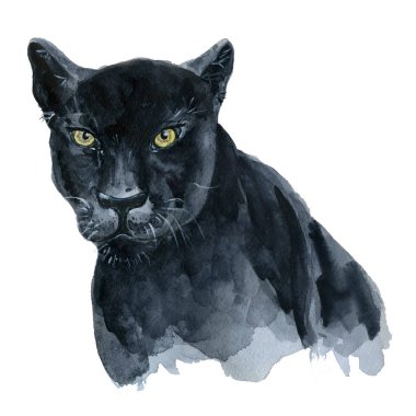 Suluboya siyah panter Wiledlife illüstrasyon