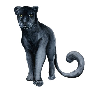 Suluboya siyah panter Wiledlife illüstrasyon
