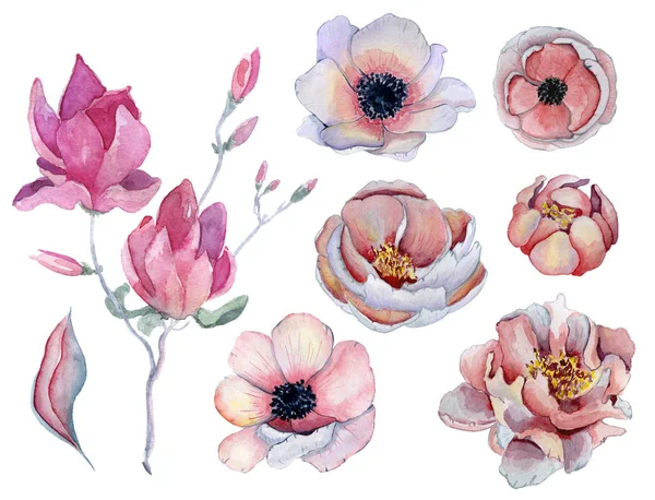 Akvarell, rózsaszín és lila pünkösdi rózsa és anemone virágok — Stock Fotó