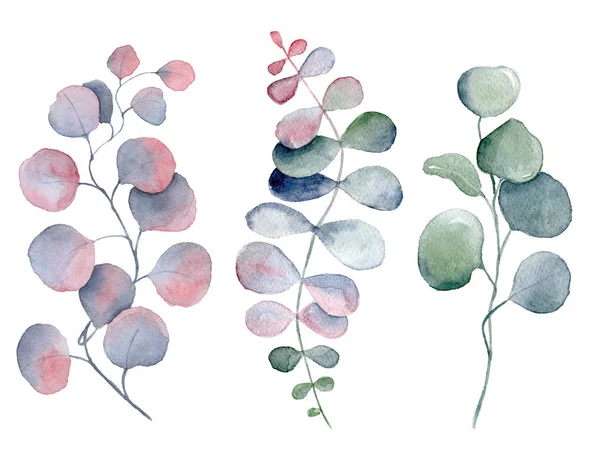 Akvarell páfrány és eukaliptusz levelek — Stock Fotó