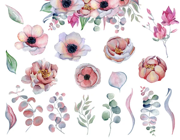 Watercolor anemone peonies flowers and leaves — Stock Photo, Image