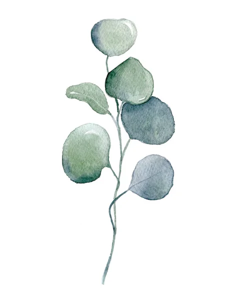 水彩グリーン ユーカリを葉します。 — ストック写真