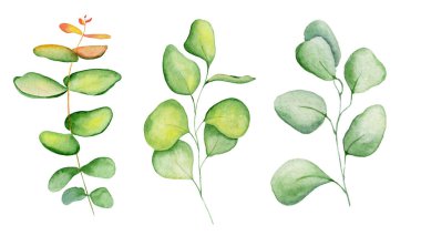 Suluboya eucaliptus set elle çizilmiş şekil yaprakları