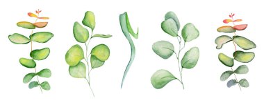 Suluboya eucaliptus set elle çizilmiş şekil yaprakları