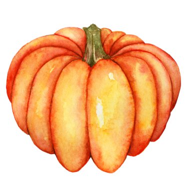 Sulu boya kabak illüstrasyon izole beyaz arka plan üzerinde