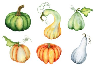 Sulu boya kabak illüstrasyon izole beyaz arka plan üzerinde