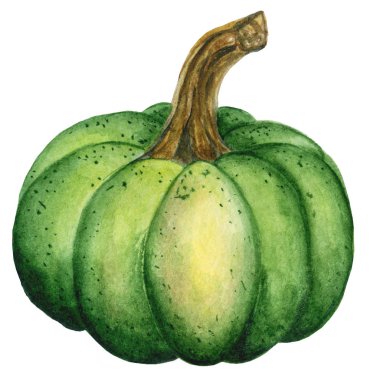 Sulu boya kabak illüstrasyon izole beyaz arka plan üzerinde