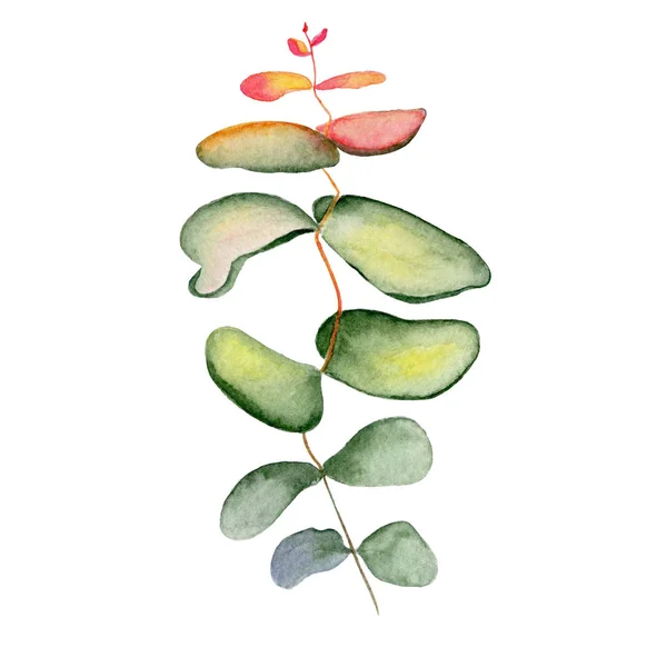 Folhas de ramo de eucaliptus aquarela ilustração desenhada à mão — Fotografia de Stock
