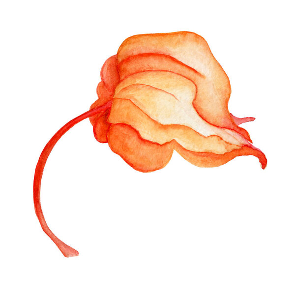 Watercolor physalis illustration isolated on the white background