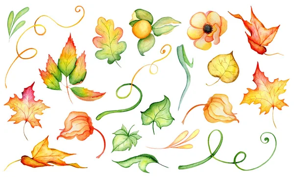 Akvarell őszi virág szett betakarítás illusztráció elszigetelt fehér background — Stock Fotó