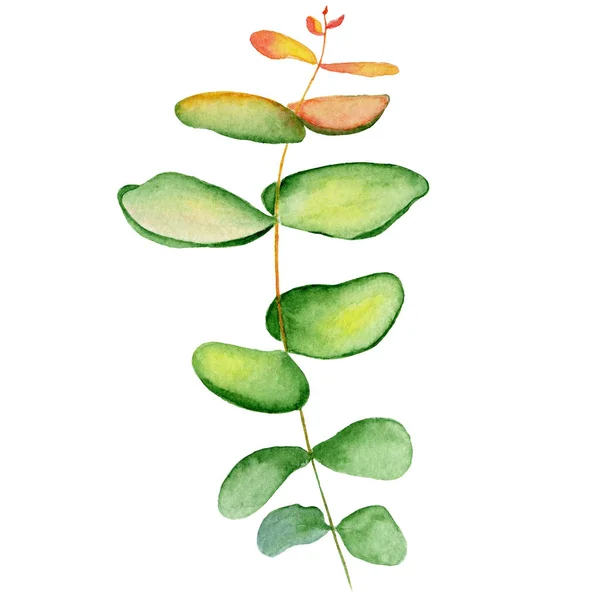 Akvarell eucaliptus gren lämnar handritad illustration — Stockfoto