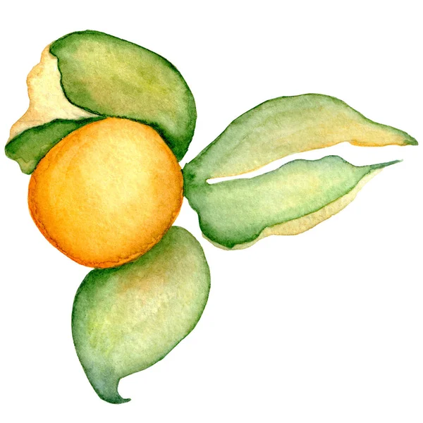 Akvarell physalis illustration isolerade på den vita bakgrunden — Stockfoto