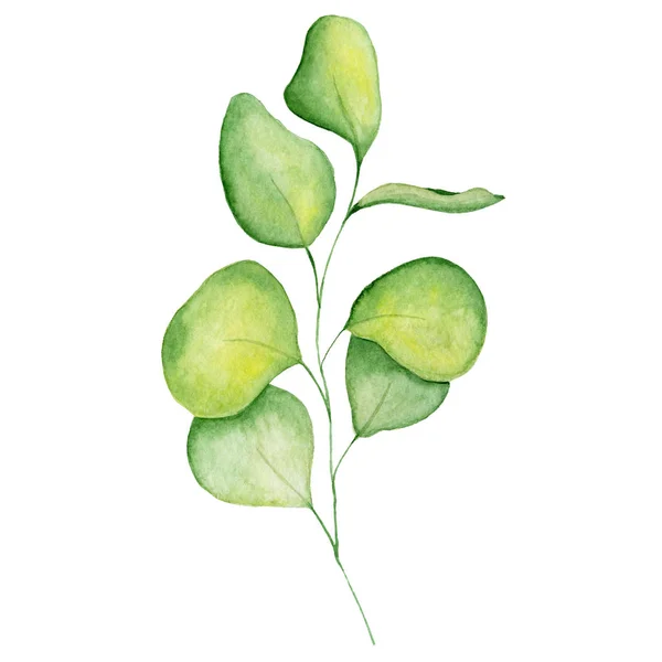 Aquarelle feuilles de branche d'eucaliptus Illustration dessinée à la main — Photo