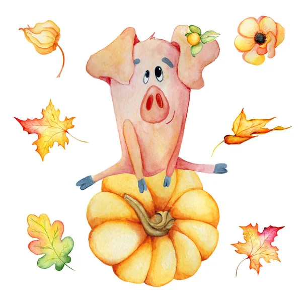 Симпатичные свиньи с тыквами собирают урожай День благодарения 2019 шаблон ручной работы акварель — стоковое фото