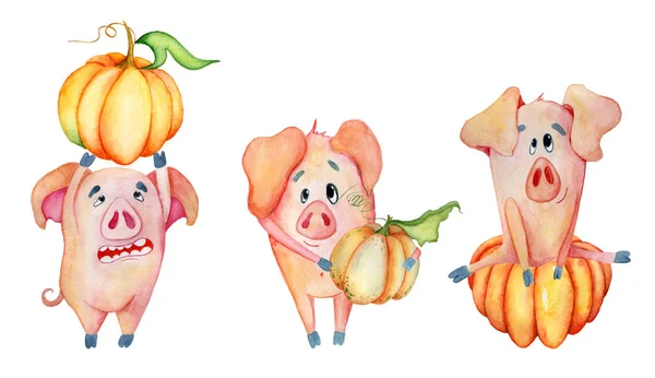 Porcos bonitos com abóboras colheita Ação de Graças 2019 modelo Mão desenhado aquarela — Fotografia de Stock