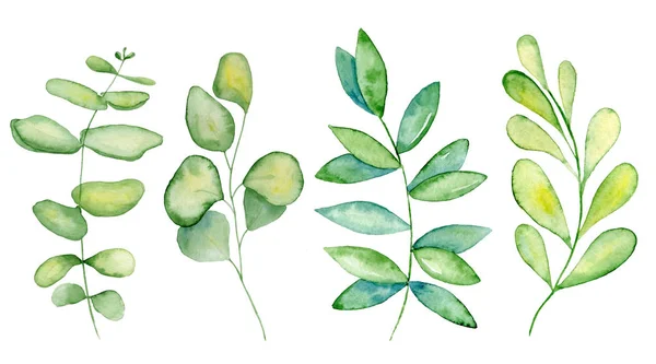 Jmelí a eucalyptus listy, akvarel — Stock fotografie