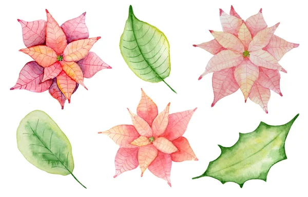 Aquarela Natal poinsettia flores e folhas ilustração — Fotografia de Stock