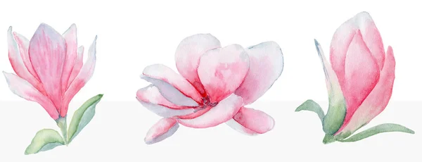 Magnolia flowers set watercolor  illustration — Stock Photo, Image