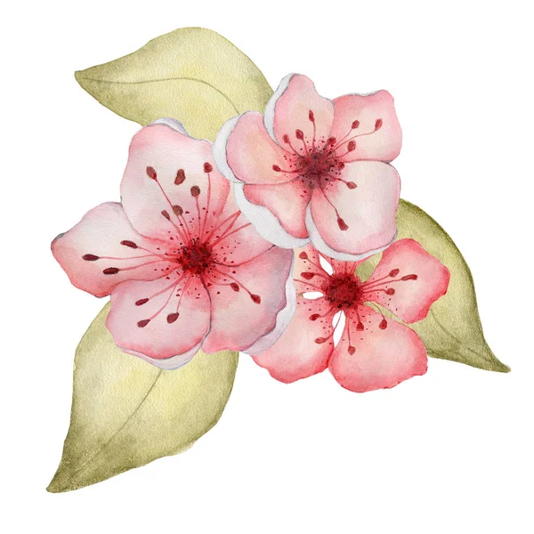 Sakura flowers watercolor illustration. Blossom petal bouquet — Stock Photo, Image