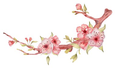 Çiçekler suluboya Illustration ile Sakura şube. Çiçek yaprağı buket 