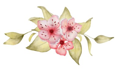 Sakura çiçek suluboya illüstrasyon. Çiçek yaprağı buketi 