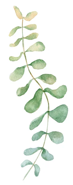 Aquarelle eucalyptus feuilles illustration isolé sur le fond blanc — Photo