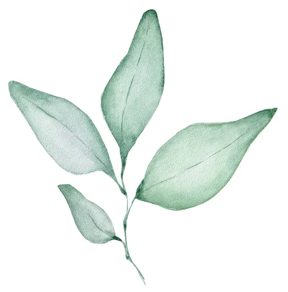 Aquarel eucalyptus verlaat illustratie geïsoleerd op de witte achtergrond — Stockfoto