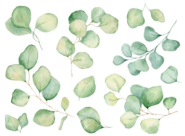 Aquarel eucalyptus verlaat illustratie geïsoleerd op de witte achtergrond — Stockfoto