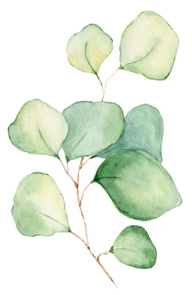 Aquarel eucalyptus verlaat illustratie geïsoleerd op de witte achtergrond — Stockfoto