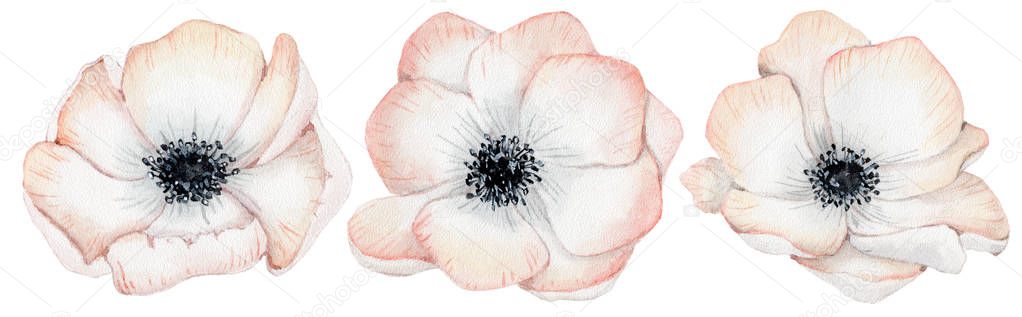 Watercolor anemone rose flowers illustration isolated on the white background