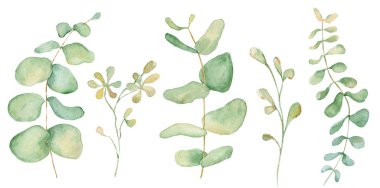 Suluboya okaliptüs beyaz arka plan üzerinde izole illüstrasyon yaprakları