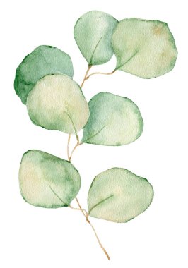 Suluboya okaliptüs beyaz arka plan üzerinde izole illüstrasyon yaprakları