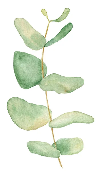 Vodní barva eukalytus opouští obrázek izolovaný na bílém pozadí — Stock fotografie