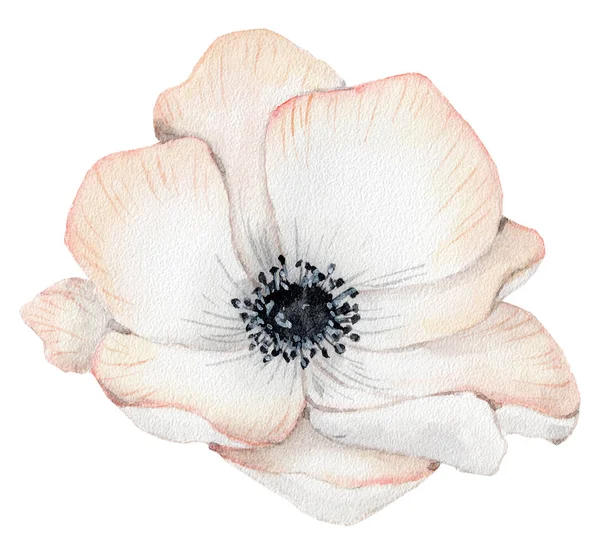 Ilustração de flor de rosa anêmona aquarela isolada no fundo branco — Fotografia de Stock