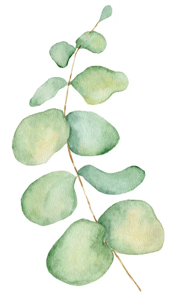 Acuarela hojas de eucalipto ilustración aislada sobre el fondo blanco — Foto de Stock