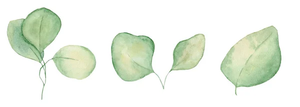 Aquarel eucalyptus verlaat illustratie geïsoleerd op de witte achtergrond — Stockfoto